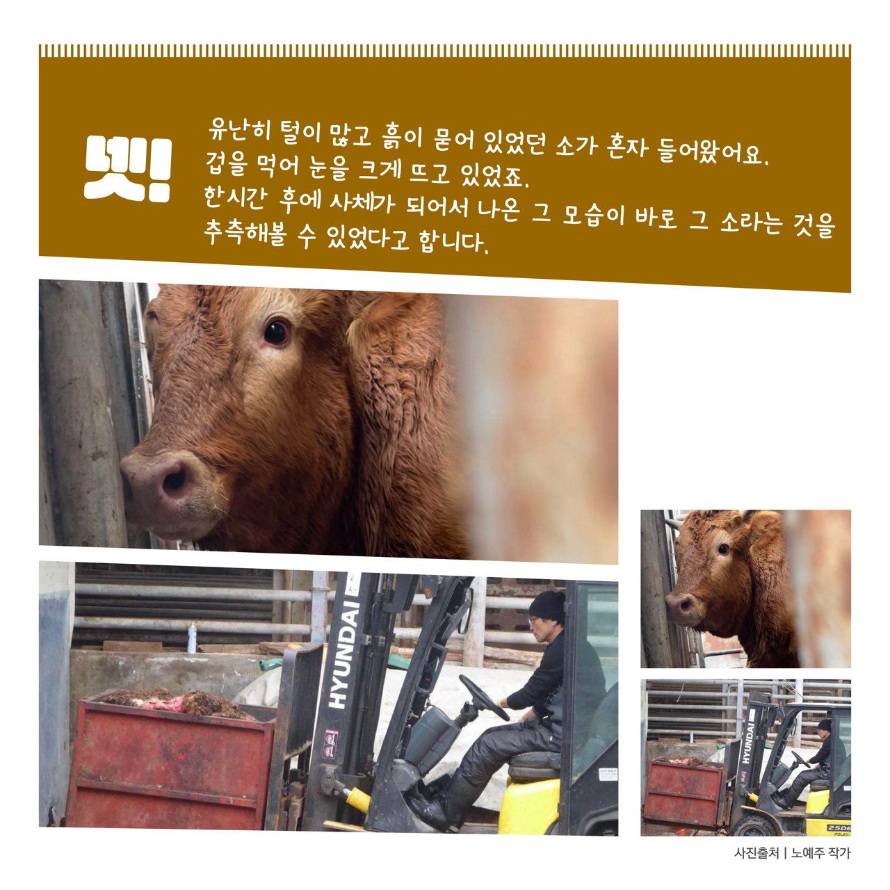 카드뉴스 오쪽 설명 시작. 유난히 털이 많고 흙이 묻어있던 소가 혼자 들어왔어요. 겁을 먹어 눈을 크게 뜨고 있었죠. 한 시간 후에 사체가 되어서 나온 그 모습이 바로 그 소라는 것을 추측해 볼 수 있었다고 합니다. 카드뉴스 오쪽 설명 끝.