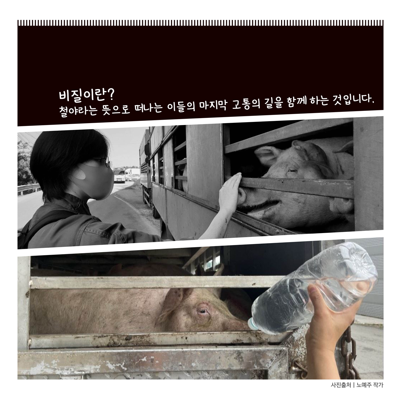 카드뉴스 육쪽 설명 시작. 비질이란? 철야라는 뜻으로 떠나는 이들의 마지막 고통의 길을 함께하는 것입니다. 사육장 속의 돼지 코를 쓰다듬고, 물로 적시고 있다. 카드뉴스 육쪽 설명 끝.